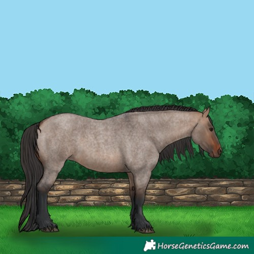 Horse Color:Bay Roan Dun 