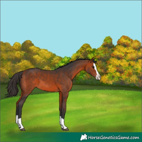 Horse Color:Bay Splash 