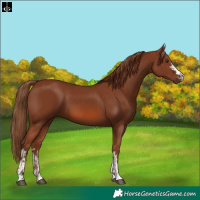 Horse Color:Chestnut  and Chestnut 