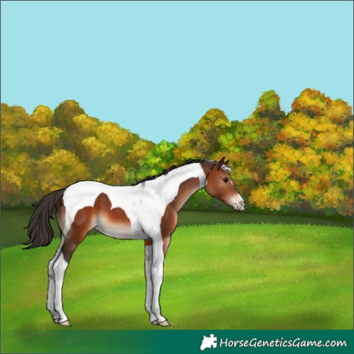 Horse Color:Brown Tobiano 