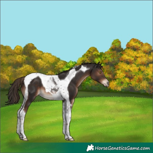 Horse Color:Liver Chestnut Tobiano 