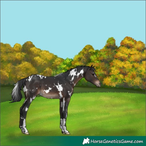 Horse Color:White Spotted Brown 