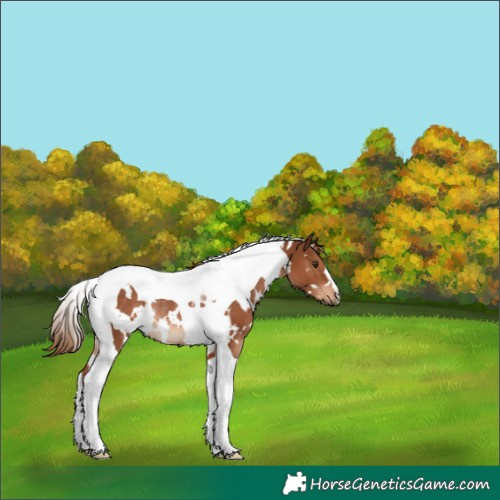 Horse Color:White Spotted Chestnut Tobiano Rabicano 