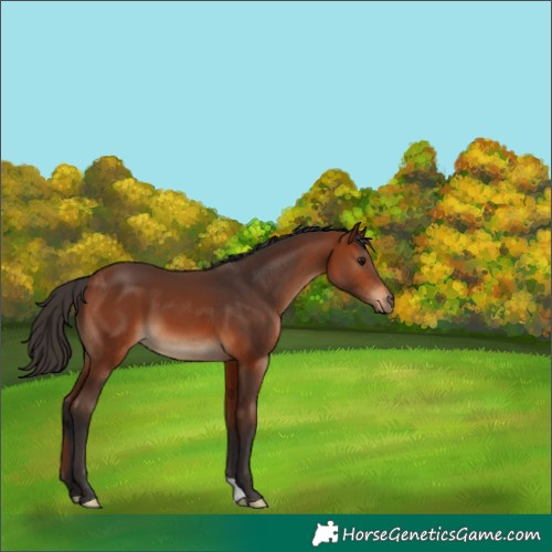 Horse Color:Bay 