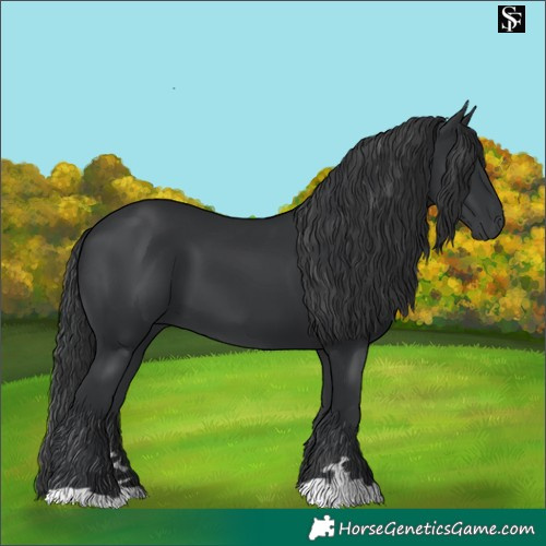 Horse Color:Black 