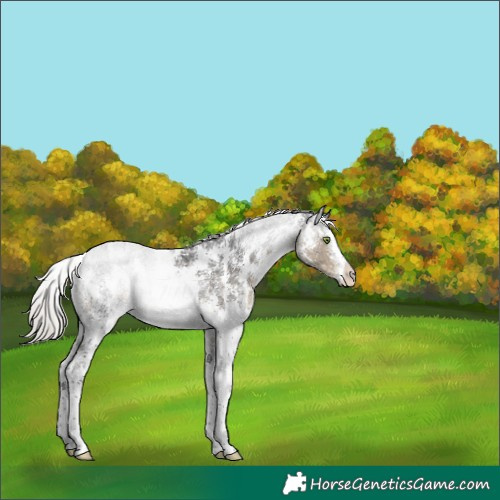Horse Color:Silver Smoky Black Sabino Rabicano 