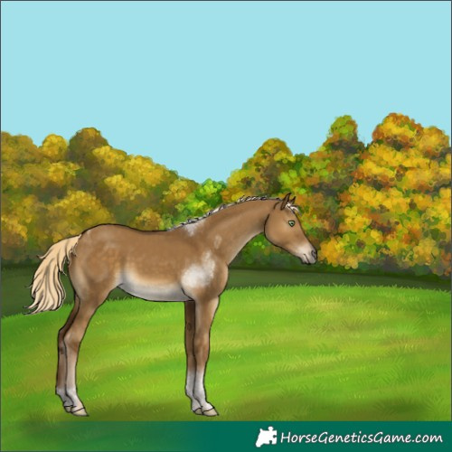 Horse Color:Chocolate Palomino Dun Tobiano 