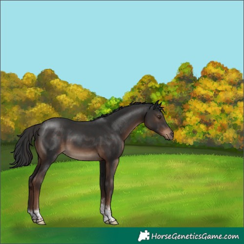 Horse Color:Liver Chestnut Sabino Tobiano Rabicano 