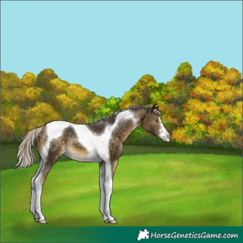 Horse Color:Silver Buckskin Tobiano 
