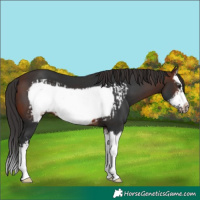Horse Color:Brown Splash Frame and Brown Splash Frame
