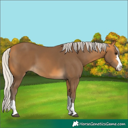 Horse Color:Silver Buckskin