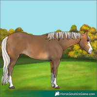 Horse Color:Silver Buckskin 