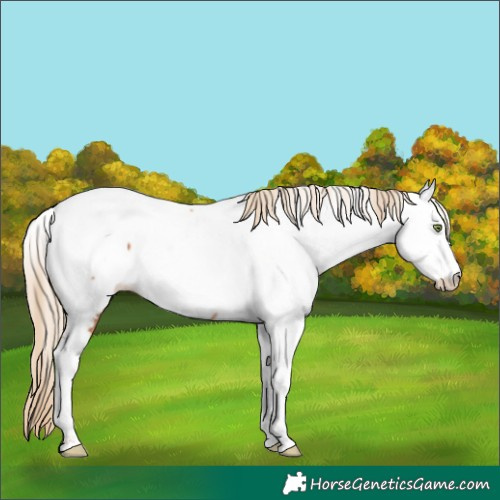 Horse Color:Gold Champagne Appaloosa 