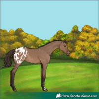 Horse Color:Liver Red Dun Appaloosa Rabicano