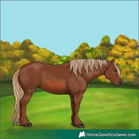 Horse Color:Chestnut 
