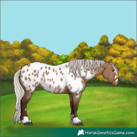 Horse Color:Silver Brown Dun Appaloosa 