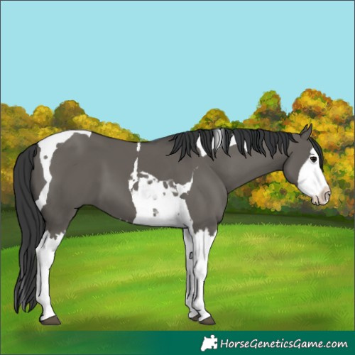 Horse Color:Grullo Splash Tobiano 