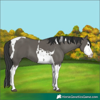 Horse Color:Grullo Splash Tobiano