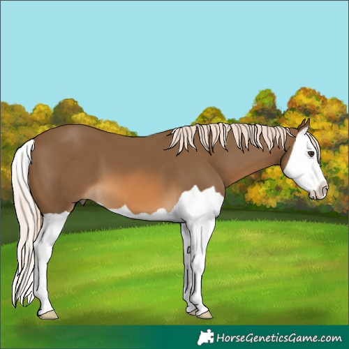 Horse Color:Chocolate Palomino Splash 