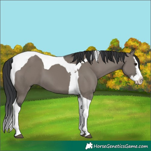 Horse Color:Grullo Splash Tobiano