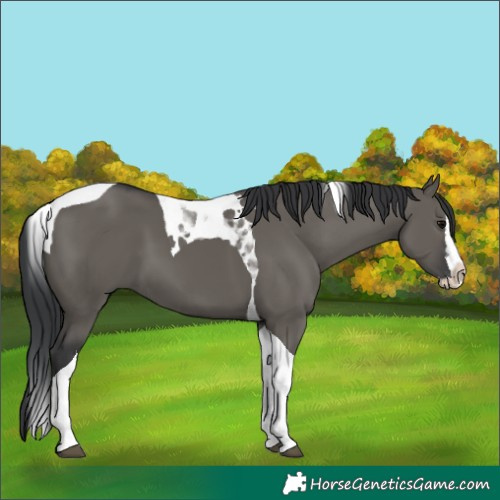 Horse Color:Grullo Splash Tobiano 