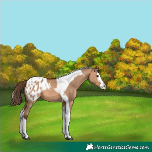 Horse Color:Bay Dun Splash Tobiano Blanket