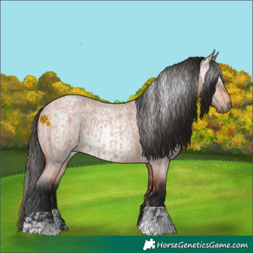 Horse Color:Bay Roan  and Gray Bay Roan 