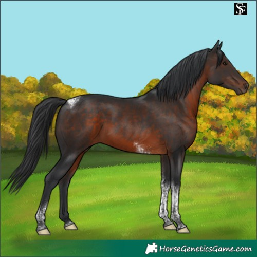 Horse Color:Brown Tobiano 