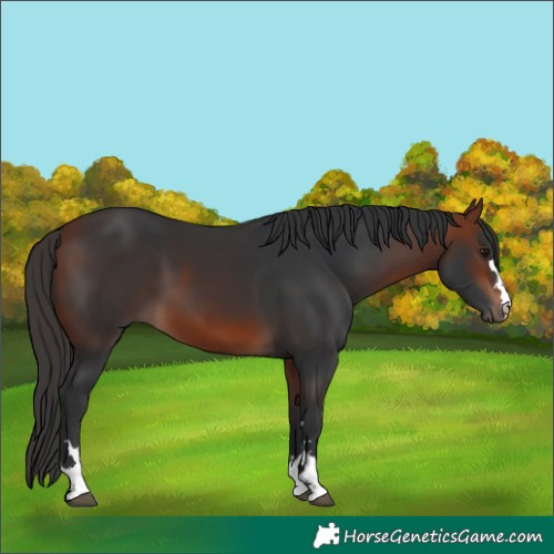 Horse Color:Bay 