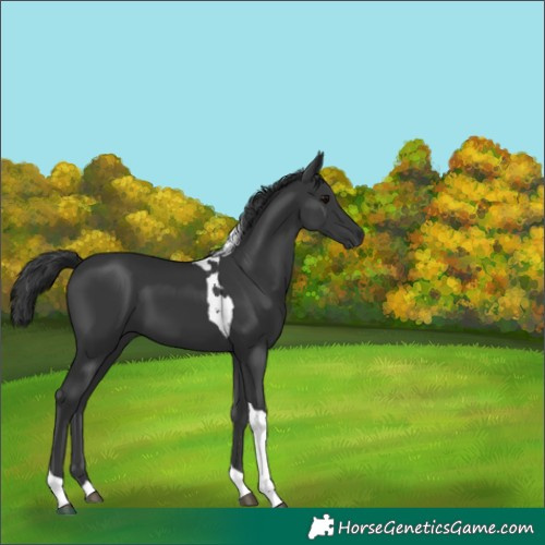 Horse Color:Black Tobiano 