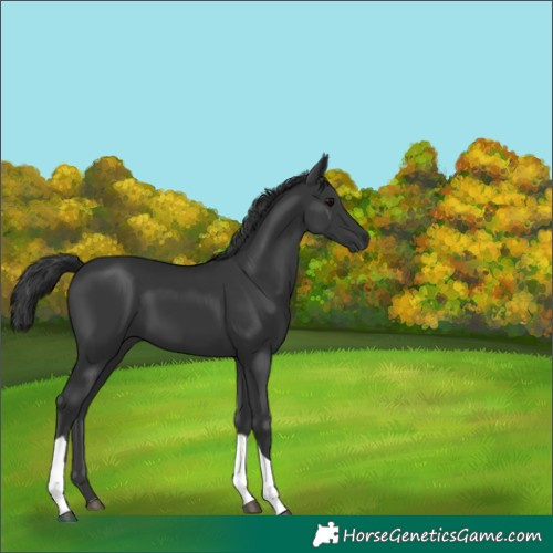 Horse Color:Black Tobiano 