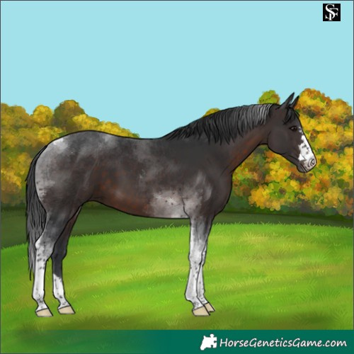 Horse Color:Brown Tobiano 