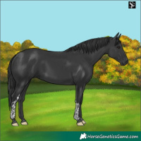 Horse Color:Black Tobiano 