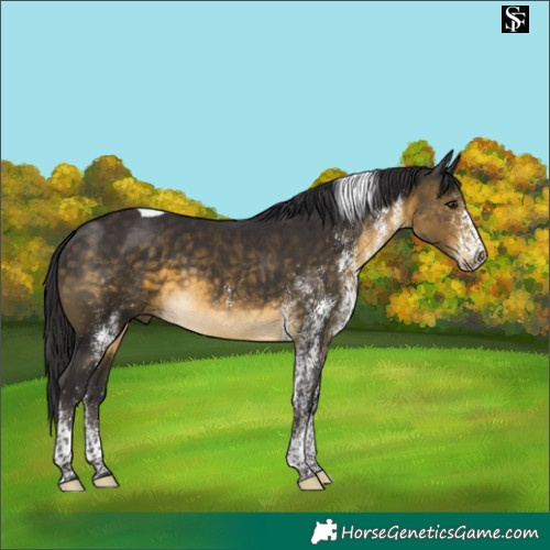 Horse Color:White Spotted Buckskin Tobiano 