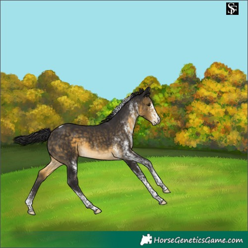 Horse Color:White Spotted Buckskin Tobiano 