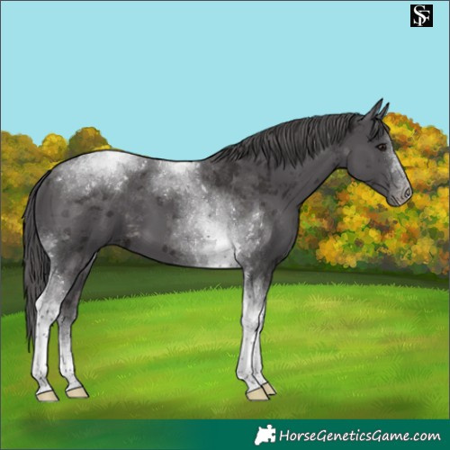 Horse Color:Smoky Black Merle Tobiano 