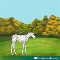 Horse Color:White Spotted Bay Mushroom Splash Near Leopard 