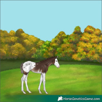 Horse Color:Liver Chestnut Splash Appaloosa 