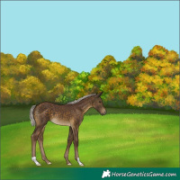 Horse Color:Chocolate Silver Buckskin