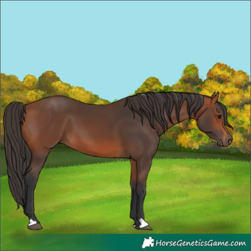 Horse Color:Bay 
