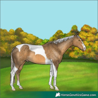 Horse Color:Chocolate Palomino Mushroom Tobiano 
