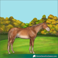 Horse Color:Gray Gold Champagne 