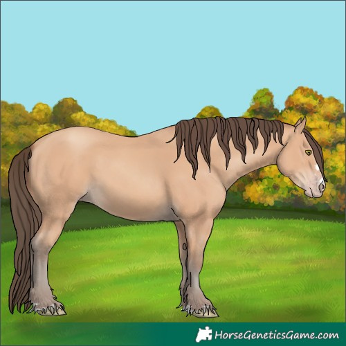 Horse Color:Amber Champagne 