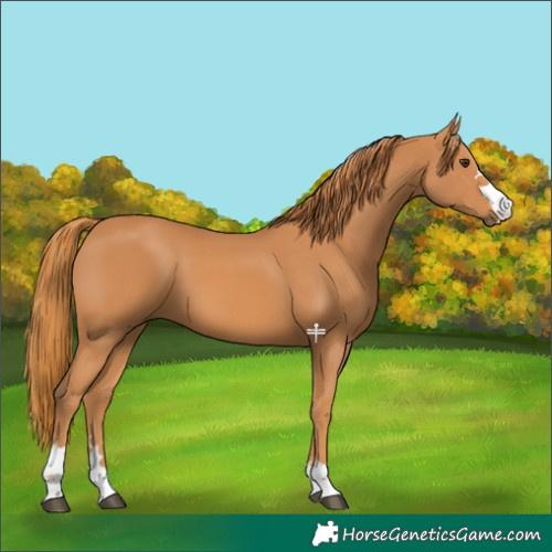 Horse Color:Chestnut 