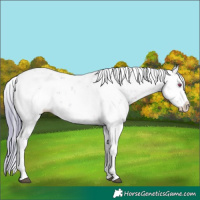 Horse Color:Watercolor Brown Chinchilla Sabino Splash Varnish 