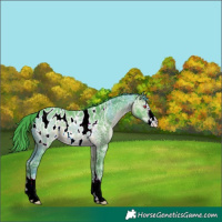 Horse Color:Watercolor White Spotted Brown Chinchilla Ice Near Leopard 