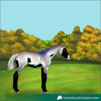 Horse Color:Chocolate Silver Brown Chinchilla Onyx Splash 