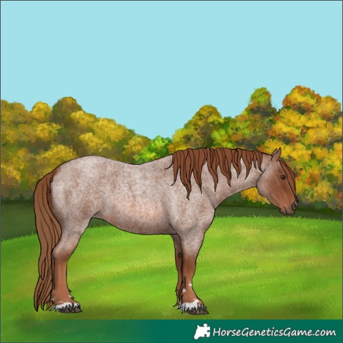Horse Color:Red Roan 
