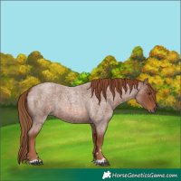 Horse Color:Red Roan 