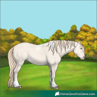 Horse Color:Perlino Dun Tobiano